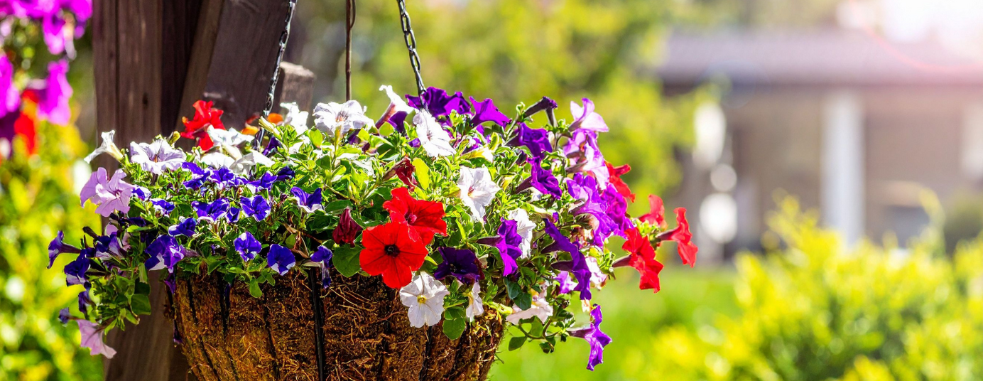 Hanging Basket Service