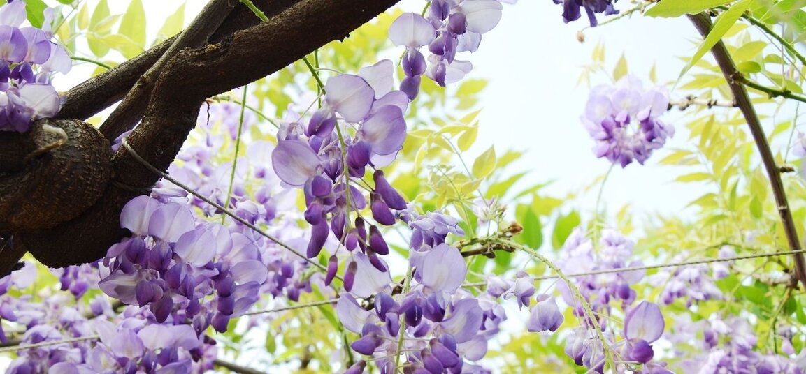 Large climbers galore