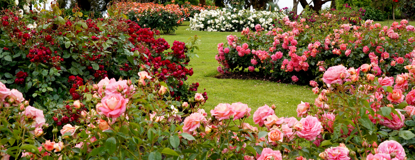 Rose perfection