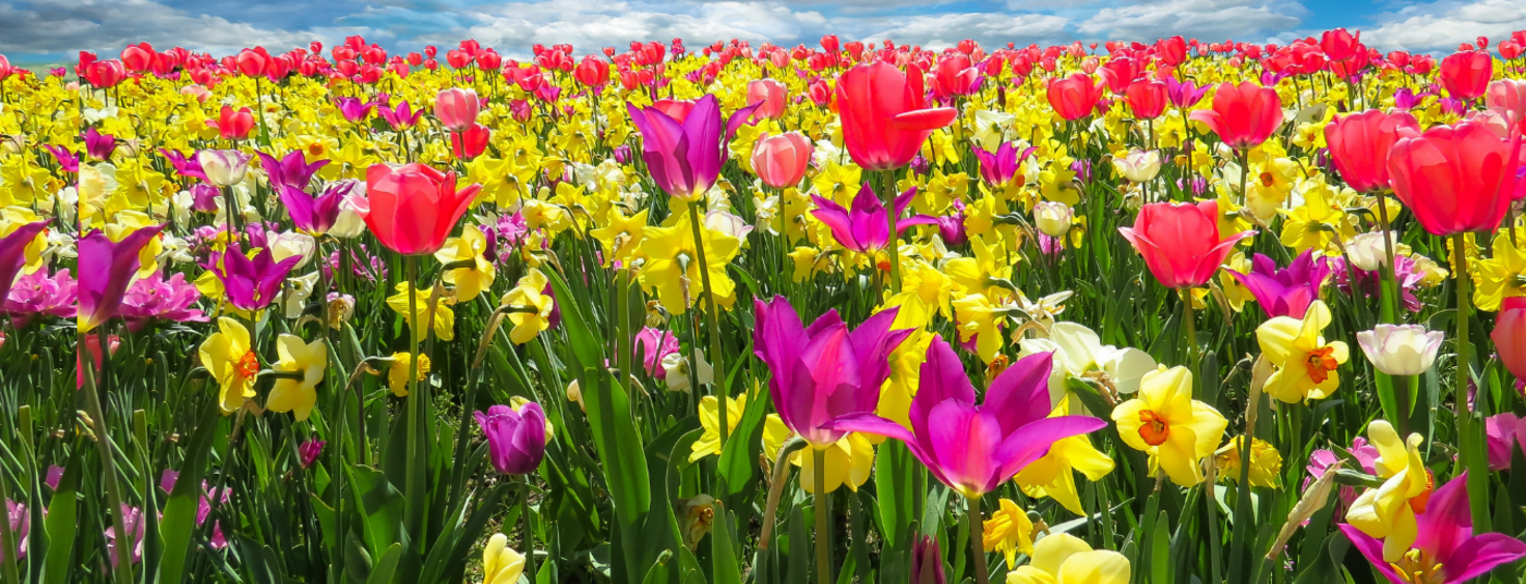 Spring is just around the corner!