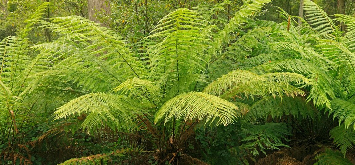 New Range of Tree Ferns