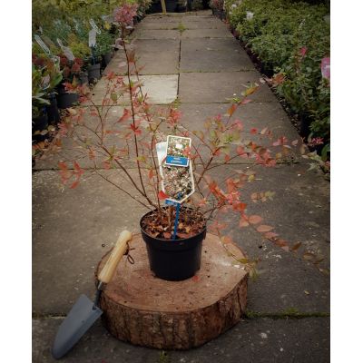 Abelia Grandiflora 2L