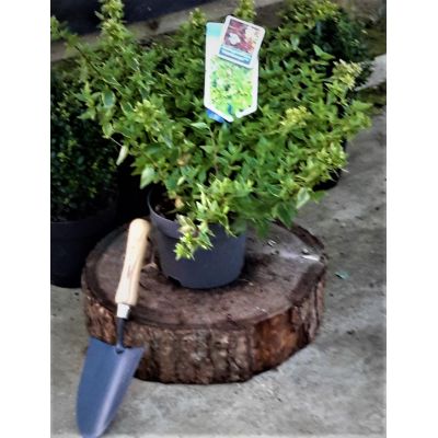 Abelia Grandiflora Kaleidoscope 2L