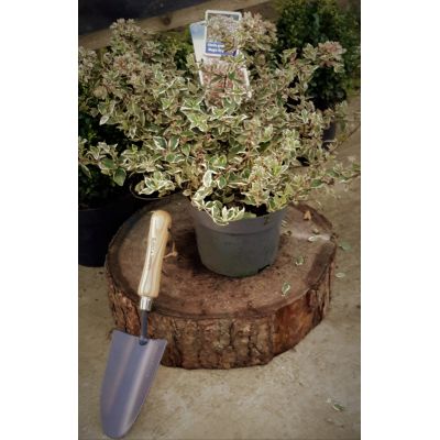 Abelia Grandiflora Magic Daydream 2L