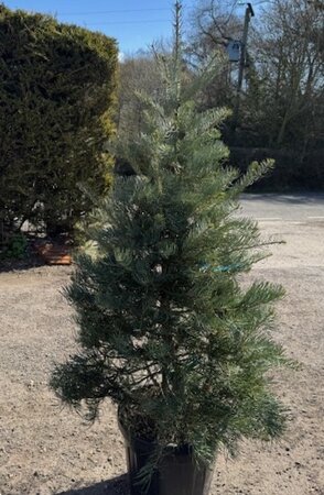 Abies Concolor 45L - image 1