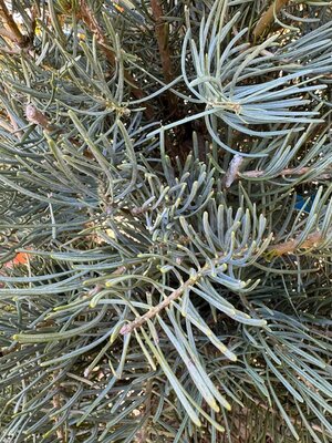 Abies Concolor 45L - image 2