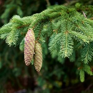 Abies Nordmaniana - 70L - 175cm