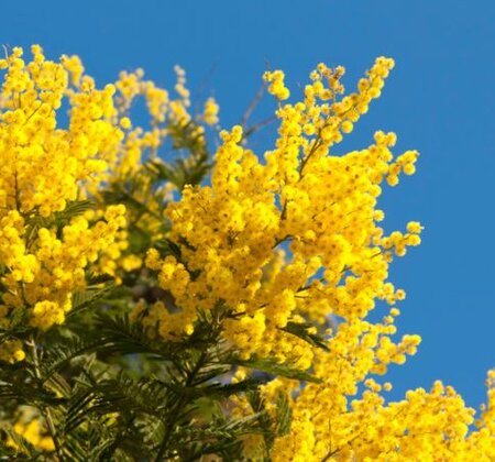 Acacia Mimosa Rustica - 7L - 150cm