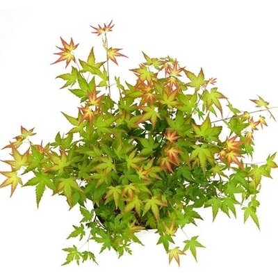 Acer 'Little Princess' - 10L