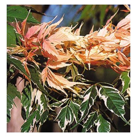 Acer Negundo 'Flamingo' - 3m