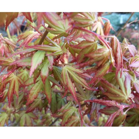 Acer Palmatum - 25L - 175cm - image 1