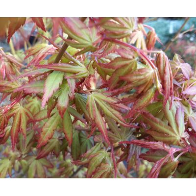 Acer Palmatum - 25L - 175cm