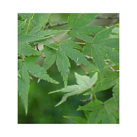 Acer Palmatum - 25L - 175cm - image 2