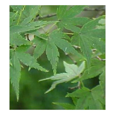 Acer Palmatum - 25L - 175cm - image 2