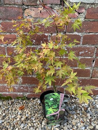Acer Palmatum 3L