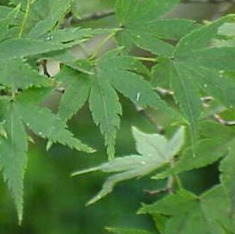 Acer Palmatum - 55L - 170cm