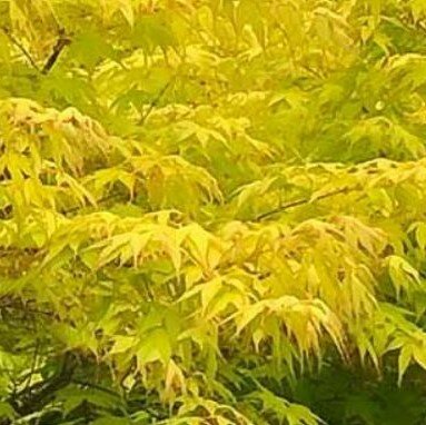 Acer Palmatum 'Anne-Irene'-3L