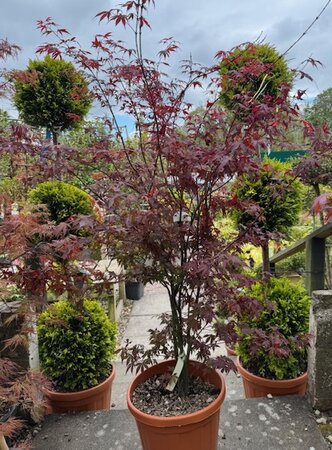 Acer Palmatum 'Atropurpureum' - 25L - image 1