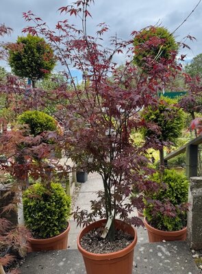 Acer Palmatum 'Atropurpureum' - 25L