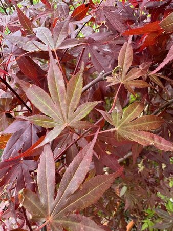 Acer Palmatum 'Atropurpureum' - 25L - image 2