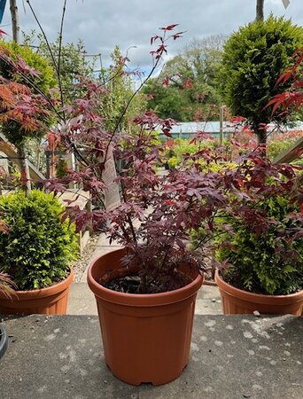 Acer Palmatum 'Atropurpureum' - 25L - image 1