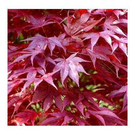 Acer Palmatum 'Atropurpureum' - 3L - image 1