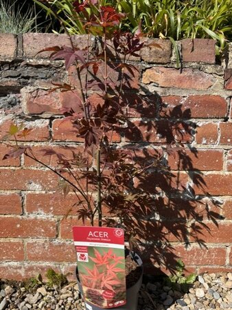 Acer Palmatum 'Atropurpureum' - 3L