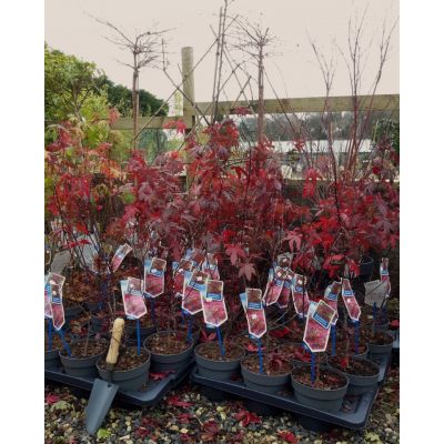 Acer Palmatum 'Atropurpureum' - 3L - image 2
