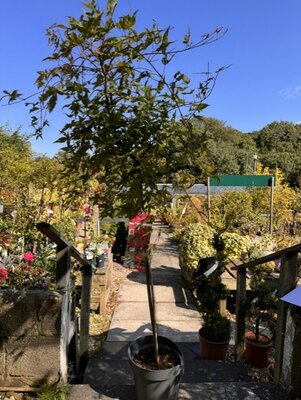 Acer Palmatum 'Beni Maiko' 1/2 std 10L