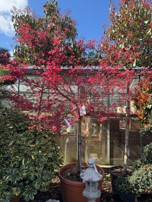Acer Palmatum 'Beni Maiko' 12-14 1/2 Std 180L