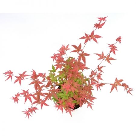 Acer Palmatum 'Beni Maiko' - image 2