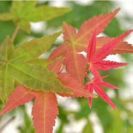 Acer Palmatum 'Beni Maiko' - image 1