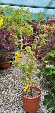 Acer Palmatum 'Bi-Hoo' - 15L - image 1