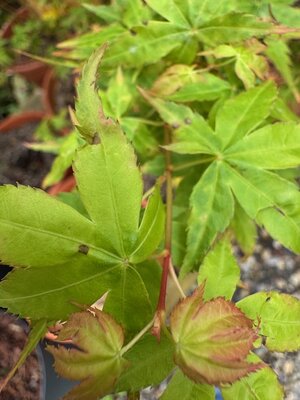 Acer Palmatum 'Bi-Hoo' - 15L - image 2