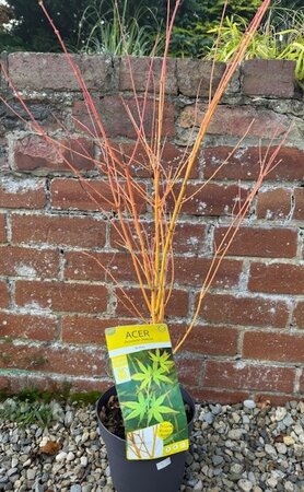 Acer Palmatum 'Bi-Hoo' - 3L