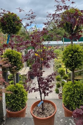 Acer Palmatum 'Black Lace' - 25L
