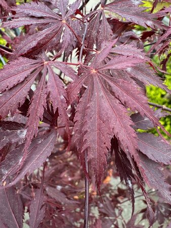 Acer Palmatum 'Black Lace' - 25L - image 2