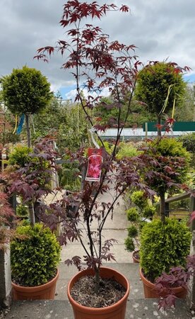 Acer Palmatum 'Bloodgood' 25L - image 1