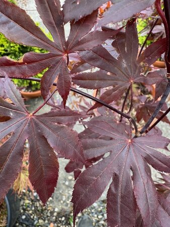 Acer Palmatum 'Bloodgood' 25L - image 2
