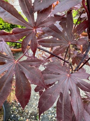 Acer Palmatum 'Bloodgood' 25L - image 2