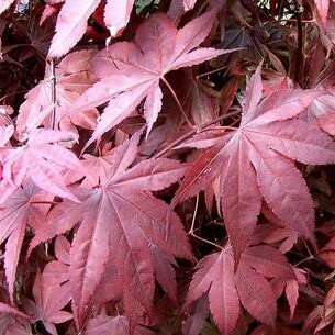Acer Palmatum 'Bloodgood' 3L - image 2