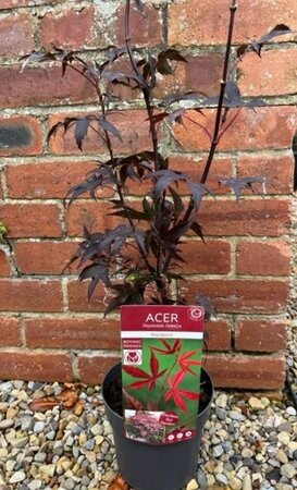Acer Palmatum 'Bloodgood' 3L - image 1