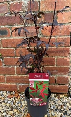 Acer Palmatum 'Bloodgood' 3L - image 1