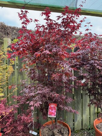 Acer Palmatum 'Bloodgood'  - 55L - image 1