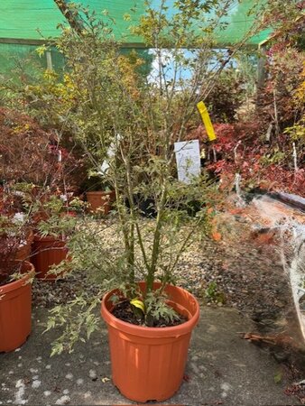 Acer Palmatum 'Butterfly'  25L - image 1