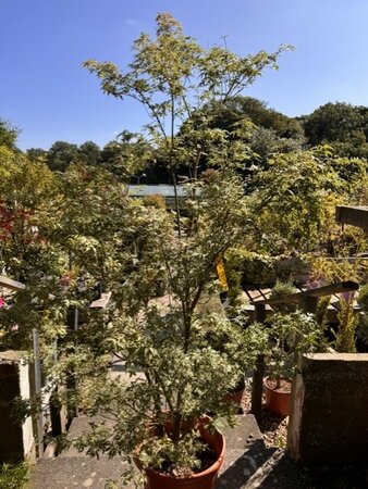 Acer Palmatum 'Butterfly'  25L