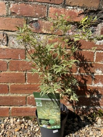 Acer Palmatum 'Butterfly' - 3L