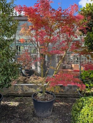 Acer Palmatum 'Butterfly'  - 80L 