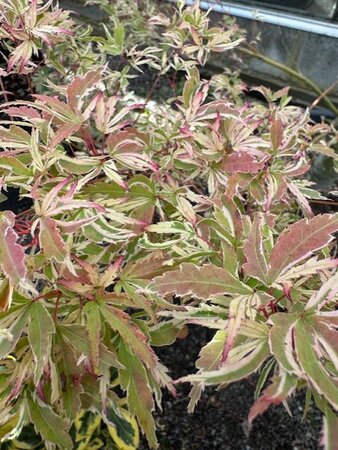 Acer Palmatum 'Butterfly' - 80L - image 2