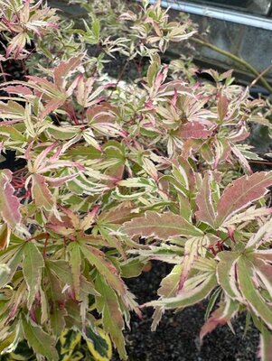 Acer Palmatum 'Butterfly' - 80L - image 2